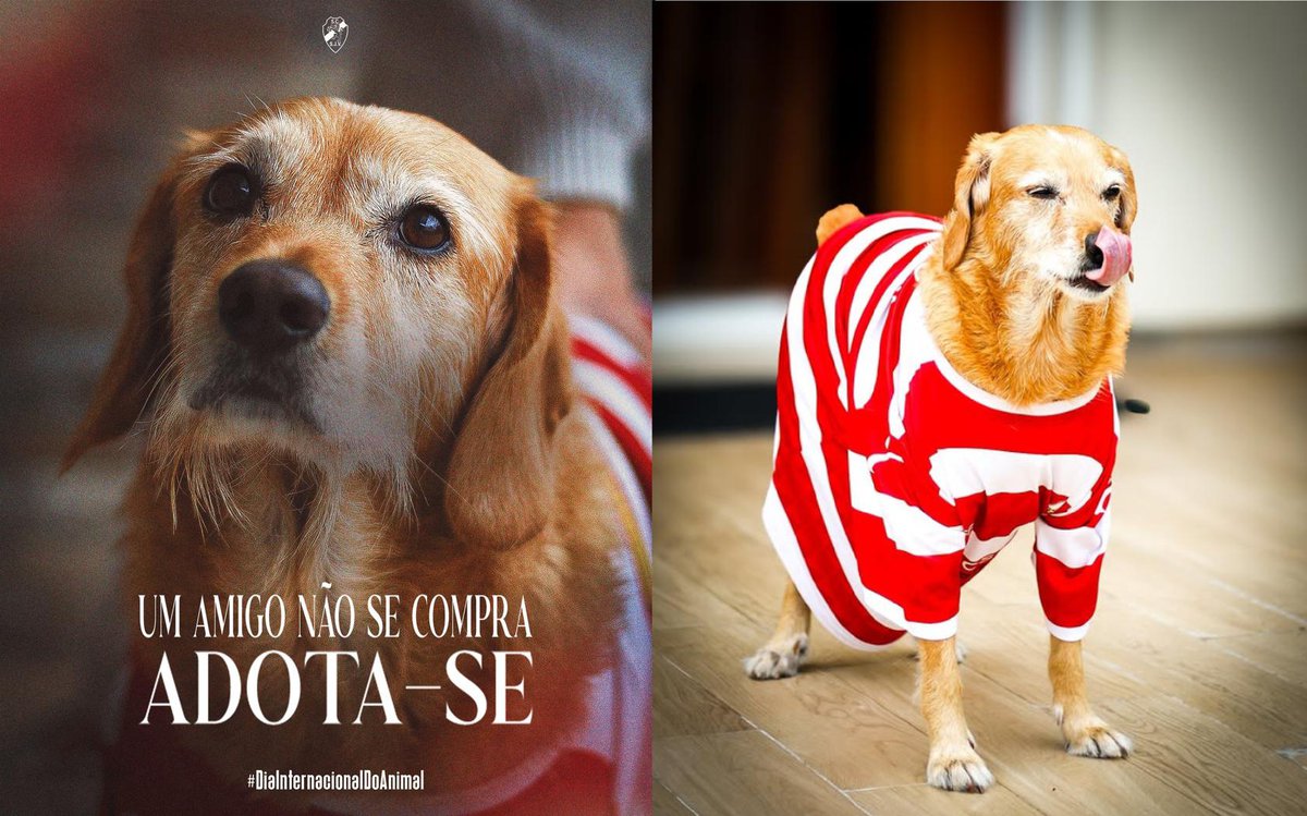 Apelo à adoção responsável.